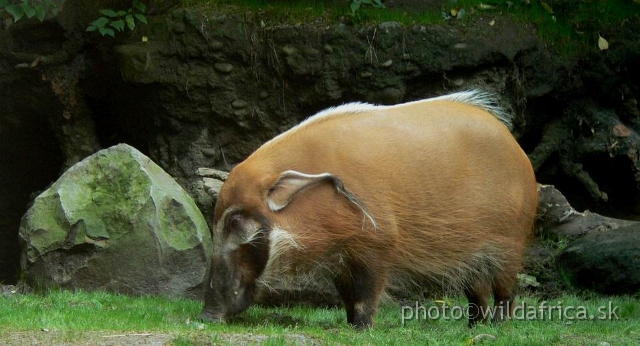 congo exp 2 d.jpg - Red River Hog.